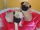 Pug Puppies for sale in Addison, TX 75001, USA. price: NA