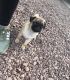 Pug Puppies for sale in Marianna, PA 15345, USA. price: NA