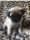 Pug Puppies for sale in San Antonio, TX 78224, USA. price: NA