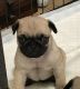 Pug Puppies for sale in Marianna, PA 15345, USA. price: NA