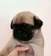Pug Puppies for sale in West Stockbridge, MA 01266, USA. price: NA