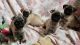 Pug Puppies for sale in Bay City, MI 48708, USA. price: $1,100