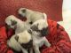Pug Puppies for sale in Oklahoma City, OK 73157, USA. price: NA