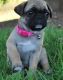 Pug Puppies for sale in Torrance, CA, USA. price: NA