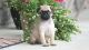 Pug Puppies for sale in Rio Grande City, TX 78582, USA. price: $500