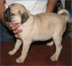 Pug Puppies for sale in Clayton, NC, USA. price: $500