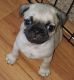 Pug Puppies for sale in Johnstown, PA, USA. price: NA