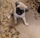 Pug Puppies for sale in Clinton, TN 37716, USA. price: NA