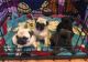 Pug Puppies for sale in Worcester, MA, USA. price: NA
