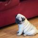 Pug Puppies for sale in Geneva, OH 44041, USA. price: NA