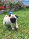Pug Puppies for sale in Geneva, OH 44041, USA. price: NA