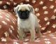Pug Puppies for sale in Quincy, FL, USA. price: NA