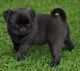 Pug Puppies for sale in 10001 S Michigan Ave, Chicago, IL 60628, USA. price: NA
