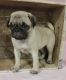 Pug Puppies for sale in Pittsboro, IN 46167, USA. price: NA