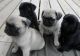Pug Puppies for sale in Spokane, WA, USA. price: $260