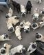 Pug Puppies for sale in Oakland, CA, USA. price: NA