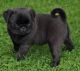 Pug Puppies for sale in 1004 S Lamar St, Dallas, TX 75215, USA. price: NA