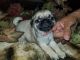 Pug Puppies for sale in Callaway, VA 24067, USA. price: NA