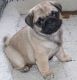 Pug Puppies for sale in New York, NY 10001, USA. price: NA