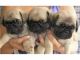 Pug Puppies for sale in Albuquerque, NM 87101, USA. price: NA