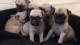 Pug Puppies for sale in Clifton, NJ, USA. price: $850