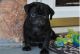 Pug Puppies for sale in Mooreton, ND 58061, USA. price: NA