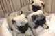 Pug Puppies for sale in 3738 Park Ave, Bronx, NY 10456, USA. price: NA