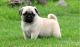 Pug Puppies for sale in Ashaway Rd, Westerly, RI 02891, USA. price: NA