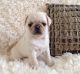 Pug Puppies for sale in New York County, NY, USA. price: NA