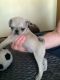 Pug Puppies for sale in New York County, NY, USA. price: NA