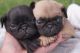 Pug Puppies for sale in Oklahoma City, OK, USA. price: NA