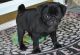 Pug Puppies for sale in Cheyenne, WY, USA. price: $500