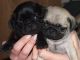 Pug Puppies for sale in Chesapeake, VA, USA. price: NA