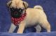 Pug Puppies for sale in Mililani, HI 96789, USA. price: $500