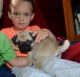 Pug Puppies for sale in Los Angeles, CA 90014, USA. price: NA