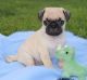 Pug Puppies for sale in South Bend, IN, USA. price: NA