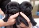 Pug Puppies for sale in Glendale, AZ, USA. price: NA