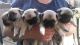 Pug Puppies for sale in Chesapeake, VA, USA. price: NA