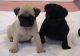 Pug Puppies for sale in Calhoun Rd, Houston, TX, USA. price: NA