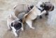 Pug Puppies for sale in Irvine, CA, USA. price: NA
