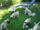 Pug Puppies for sale in Boston, MA, USA. price: $600