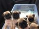 Pug Puppies for sale in Northview Ave, Anderson, SC 29625, USA. price: NA