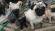 Pug Puppies for sale in TX-249, Houston, TX, USA. price: NA
