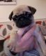 Pug Puppies for sale in Beverly Hills, CA, USA. price: NA