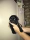 Pug Puppies for sale in TX-121, McKinney, TX, USA. price: NA
