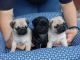 Pug Puppies for sale in Detroit, MI 48233, USA. price: NA