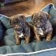 Pug Puppies for sale in Houston, TX 77001, USA. price: NA