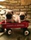 Pug Puppies for sale in Ontario St, Kingston, ON, Canada. price: NA