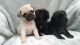 Pug Puppies for sale in Chico, CA, USA. price: NA