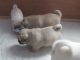 Pug Puppies for sale in FL-436, Casselberry, FL, USA. price: $600